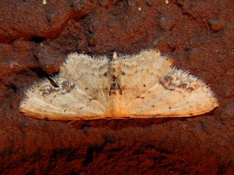 Aiuto ID geometridae